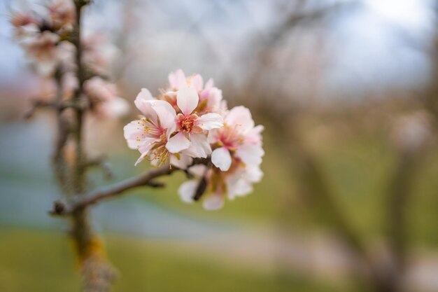 Blooming branches covered flowers picturesque cityscape prague in spring time flowering apple park p