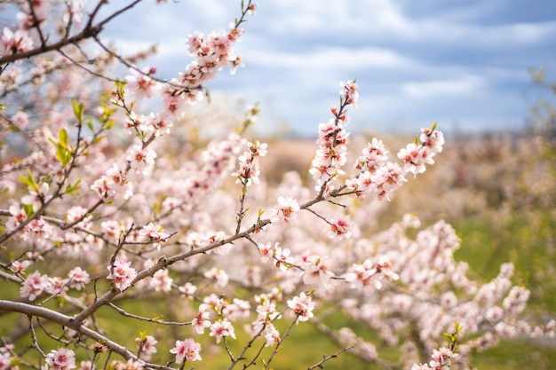 Blooming branches covered flowers picturesque cityscape prague in spring time flowering apple park p