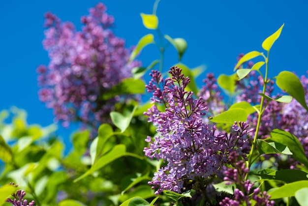 Blooming branches of lilac against the blue sky on a sunny day Blooming lilac bush in spring