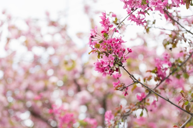 Blooming branches of Malus floribunda or Japanese flowering crab apple and sky Spring background with pink flowering plants Closeup soft selective focus