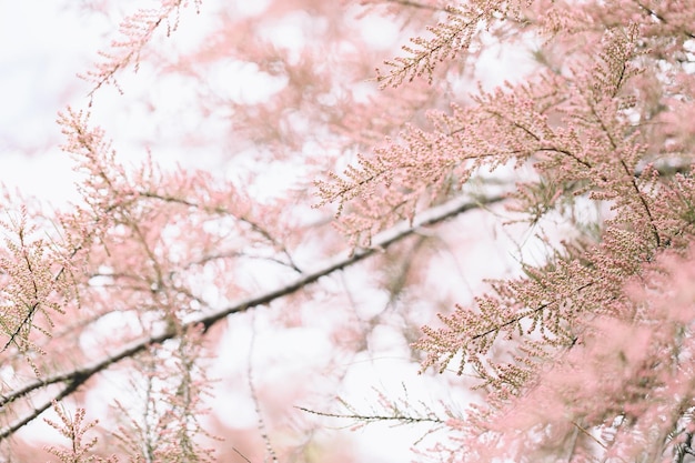 Blooming branches of tamarisk shrub and sky Spring background with pink flowering plants Closeup soft selective focus