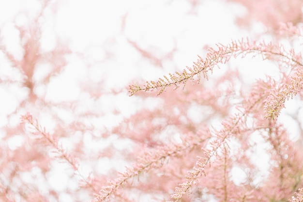 Blooming branches of tamarisk shrub and sky Spring background with pink flowering plants