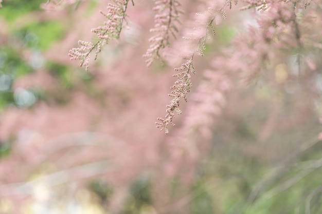분홍색 꽃이 만발한 식물이 있는 공원 봄 배경에 있는 타마릭스의 개화 가지