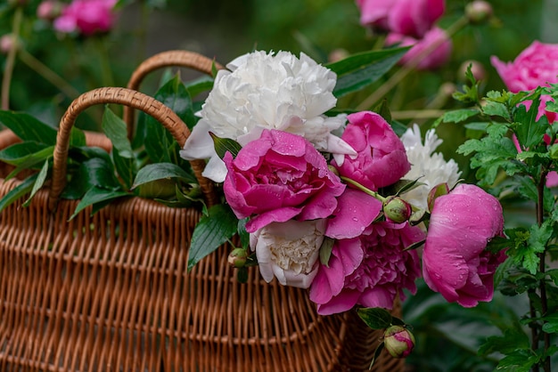 Photo blooming branches with flowers and peony buds with water drops in a wet garden after rain