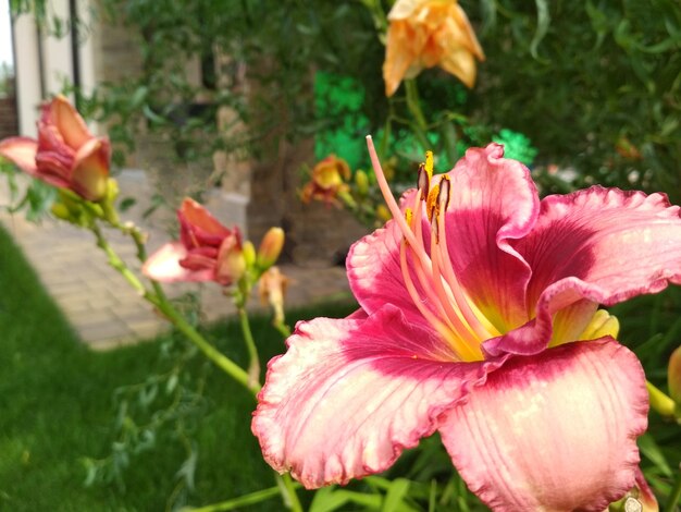 Blooming bright lily, hemerocallis in green garden.