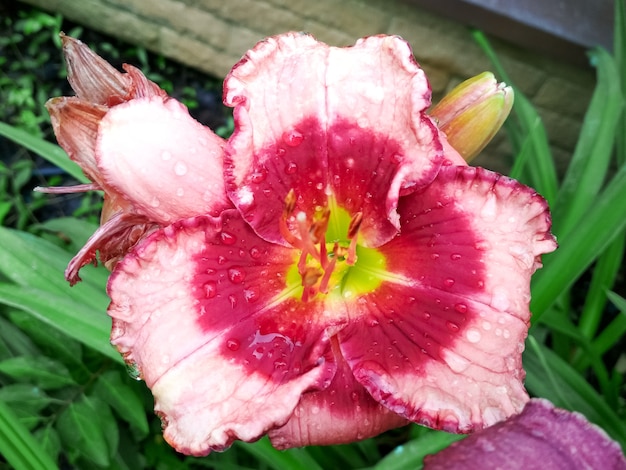 Blooming bright lily hemerocallis in green garden