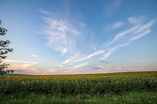 Blooming bright yellow ripe sunflowers field. agriculture, oil production, beauty of nature .