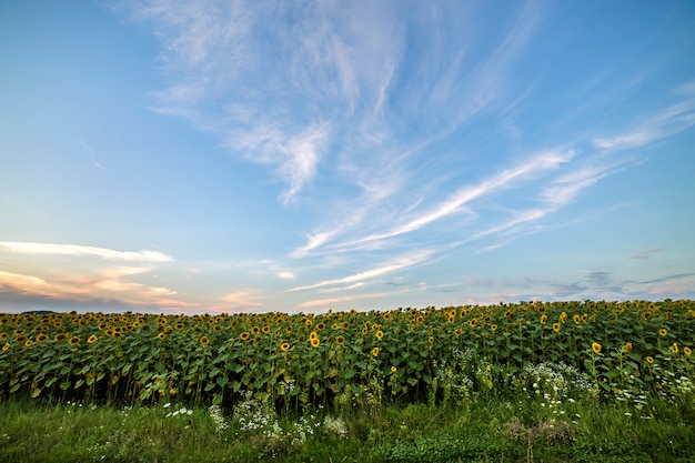 Blooming bright yellow ripe sunflowers field.