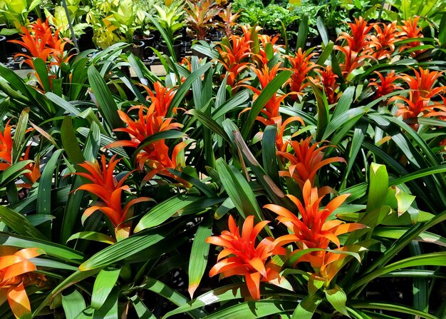 Blooming bromeliad flower in the garden