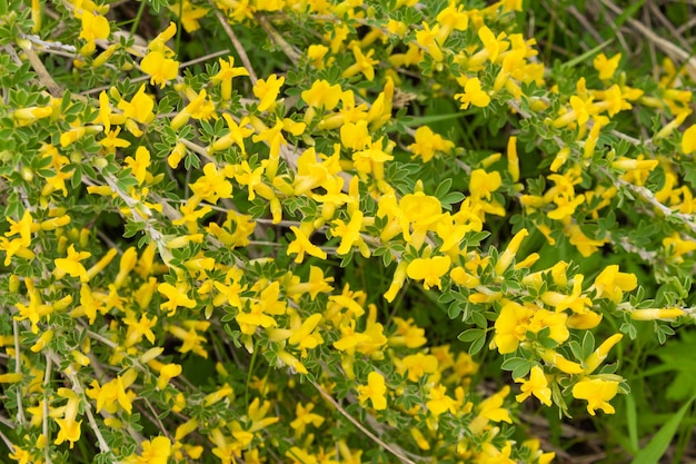 Blooming broom ordinary with yellow flowers