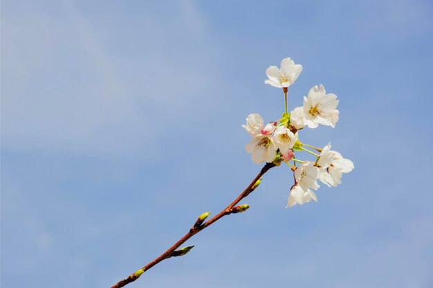 a blooming brunch of a plum tree on a blue sky background