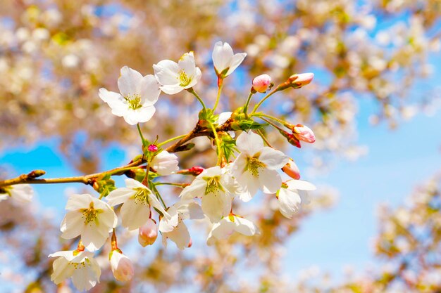 a blooming brunch of a plum tree on a sunny day