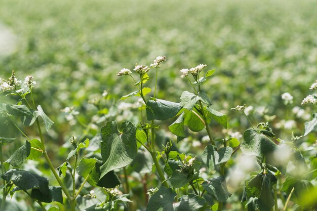 Blooming buckwheat field Many beautiful buckwheat flowers growing in the field Agriculture scene