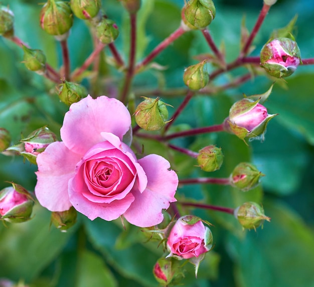 blooming bud of pink rose on the background of green leaves