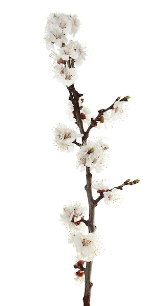 在白色上開花的芽