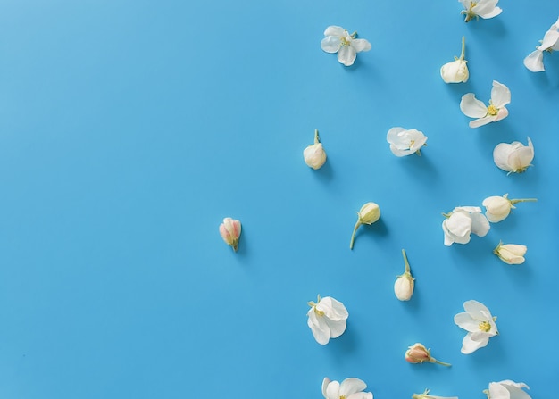 Blooming buds of apple flowers on blue table.