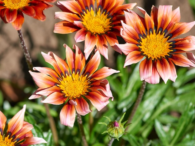 Blooming buds of orange pink Gazania