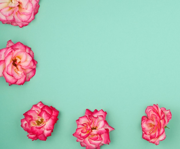 Blooming buds of pink roses on a green background