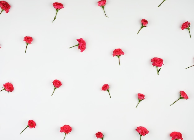 Blooming buds of pink roses on white  