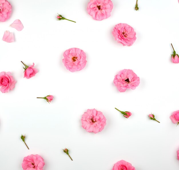 Blooming buds of pink roses on white 