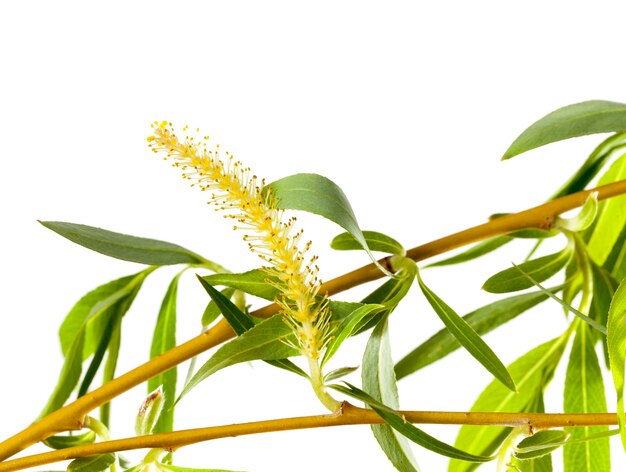 Blooming buds with green leaves and willow flowers, closeup