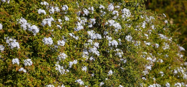 Blooming bue jasmine plant in the garden