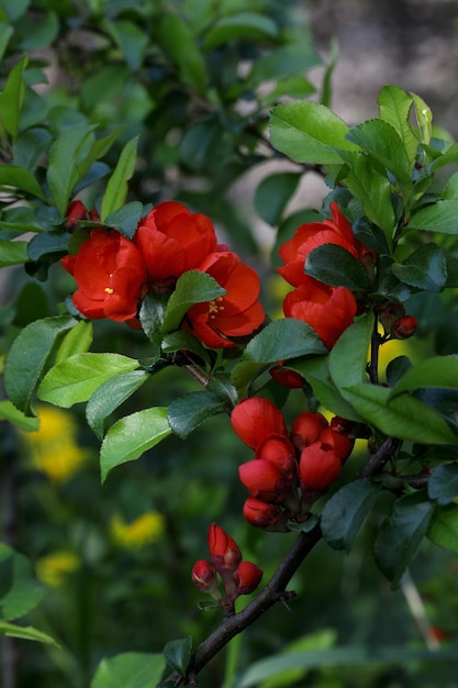 Cespuglio in fiore chaenomeles japonica con fiori attraenti rosso brillante su sfondo di foglie verdi