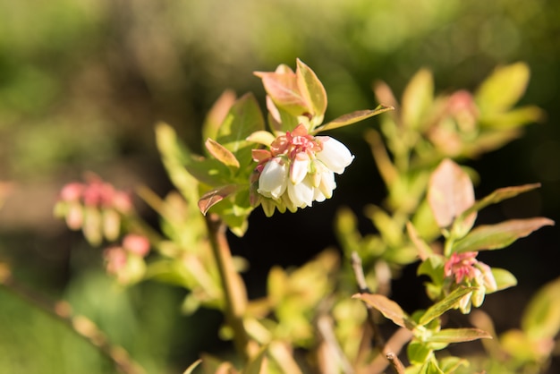 Blooming Bush of honeysuckle on the summer green