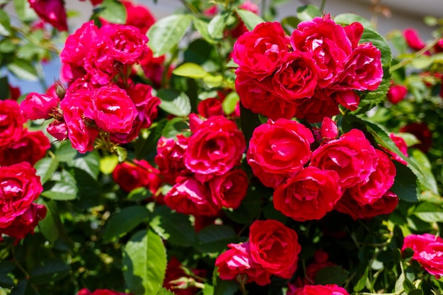 Blooming bush of pink roses on a sunny day