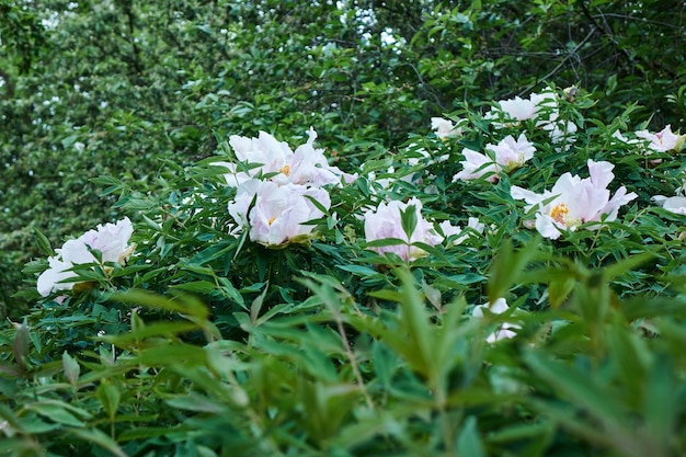 Blooming bush with pink flowers peonies with green leaves against the sky in the botanical garden in summer, in the spring