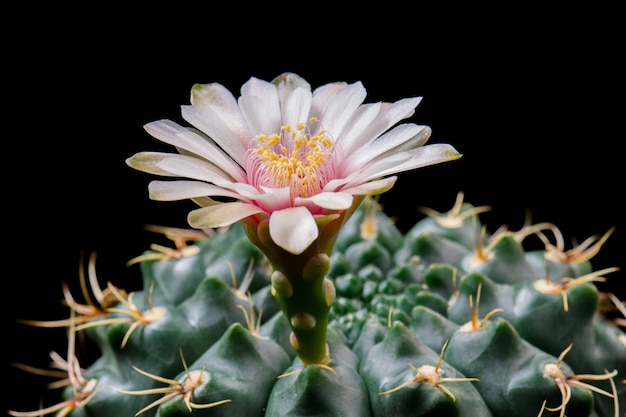 咲くサボテンの花Gymnocalycium Baldianumホワイトカラー