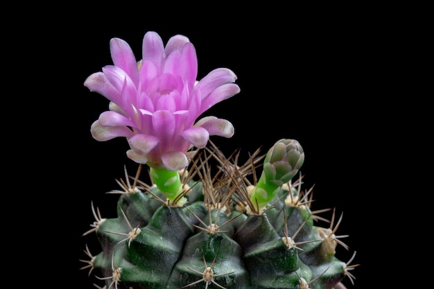 피 선인장 꽃 Gymnocalycium 핑크 색상