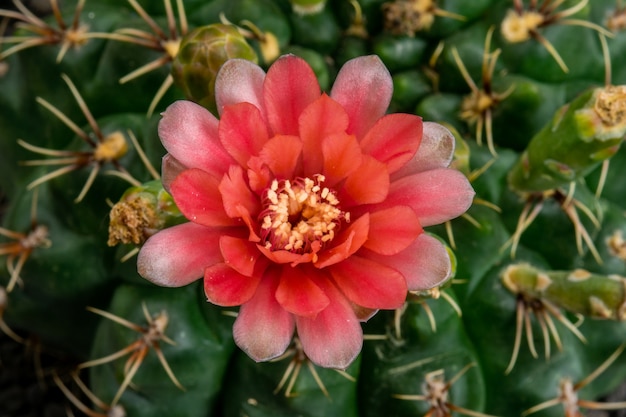 Blooming Cactus Flower Gymnocalycium Red Color