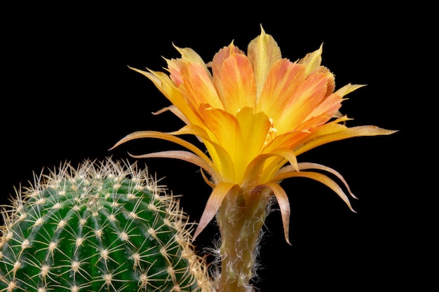 Blooming Cactus Flower Lobivia Hybrid Orange Color