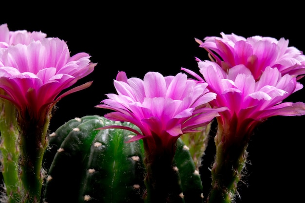 Foto fioritura dei fiori di cactus echinopsis ibrido colore rosa