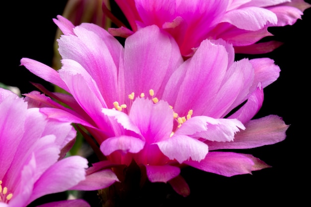 Blooming Cactus Flowers Echinopsis hybride roze kleur