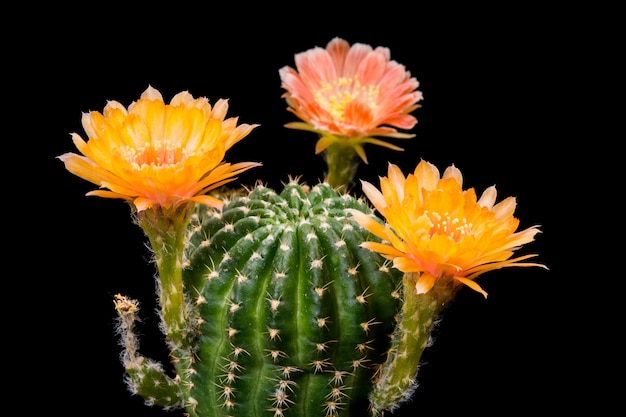 Blooming Cactus Flowers Lobivia Hybrid Orange Color