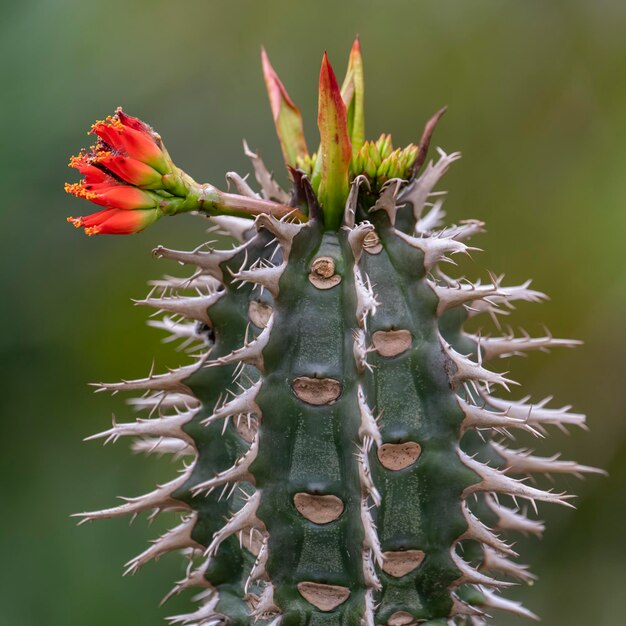 Photo blooming cactus with sharp spikes