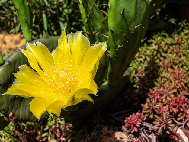 Photo blooming cactus with yellow flowers