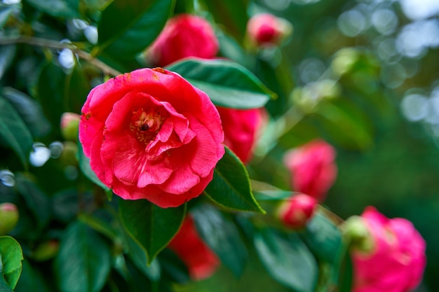 Fiori di camelia in fiore nel parco cittadino.