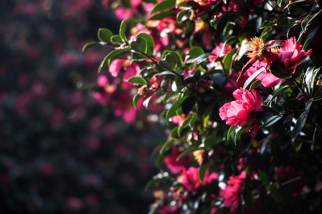 Blooming Camellia flowers of Jeju Island Korea