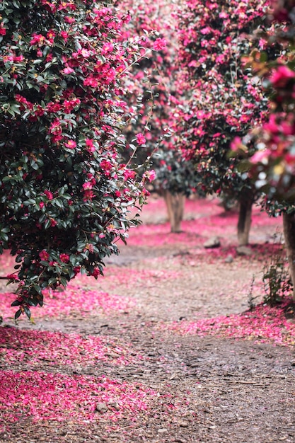 Blooming Camellia flowers of Jeju Island Korea