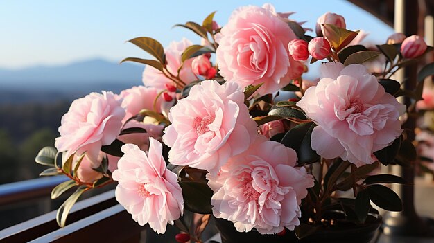 Blooming camellia flowers of jeju