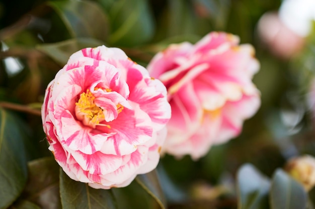 Blooming Camellia flowers in Korea