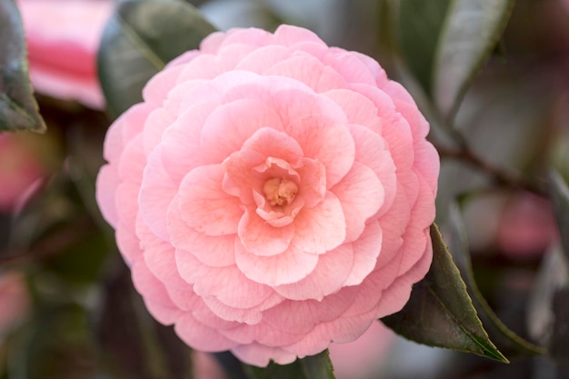 Blooming Camellia flowers in Korea