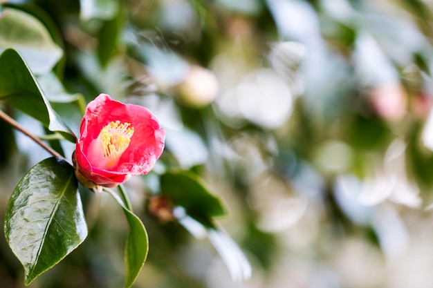 Fioritura di fiori di camelia in corea