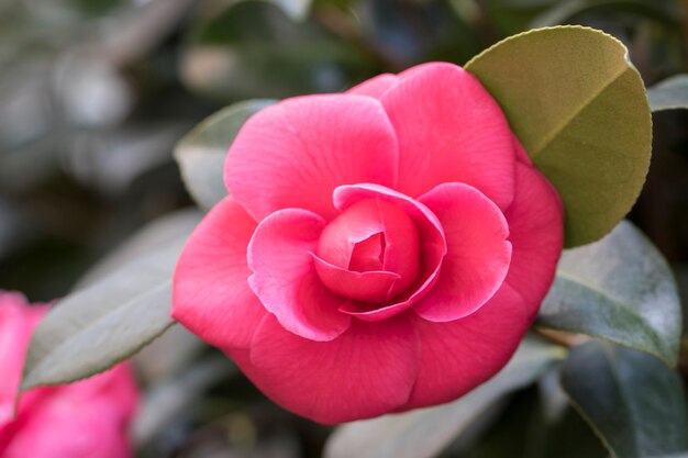 Blooming Camellia flowers in Korea