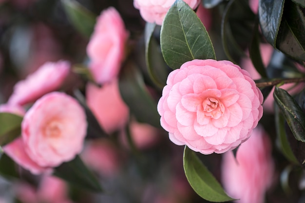 韓国で咲く椿の花