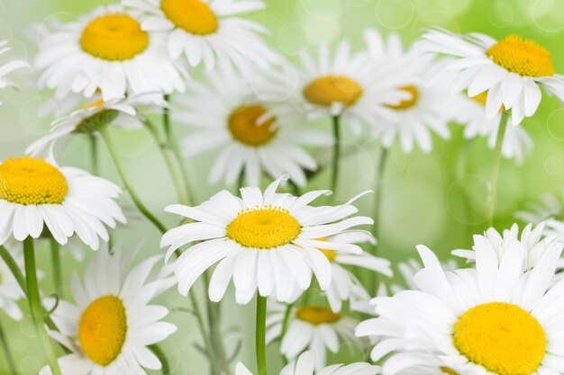 Blooming camomile flowers on a background bokeh