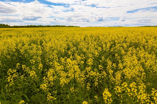 Blooming canola field and blu sky with white clouds